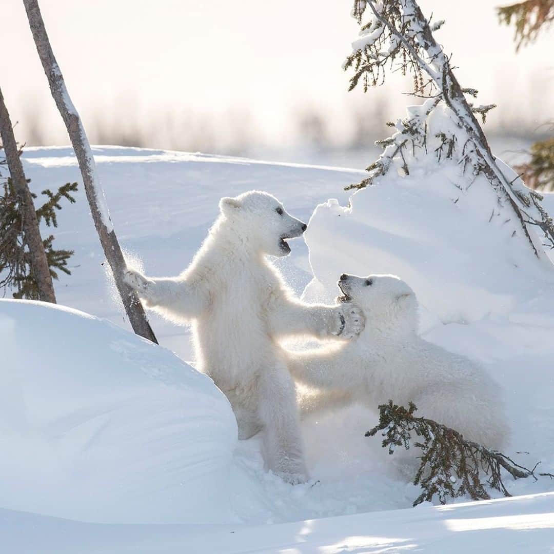 National Geographic Travelさんのインスタグラム写真 - (National Geographic TravelInstagram)「Photo by @daisygilardini | Wapusk National Park in northern Manitoba is one of the few locations in the Arctic where it’s possible to see polar bears leaving their maternity dens with their newborn cubs. Polar bears in the Hudson Bay area are the most studied of the 19 different subpopulations identified by scientists. The area is relatively easy to access and it’s the southernmost location to observe them. Polar bear families generally emerge from their dens in March and April, when cubs are strong enough to survive outdoors. They make their first trek to the sea ice and learn how to hunt for seals. Follow me @DaisyGilardini for more images and stories behind the scenes. #polarbear #bear #wapusknationalpark #manitoba #canada」1月15日 22時08分 - natgeotravel