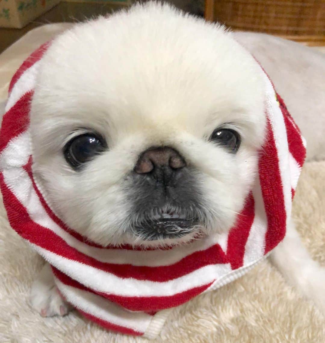 こなつのインスタグラム：「おやすみにーず༼•̃͡ ɷ•̃͡༽❤️❤️💭」
