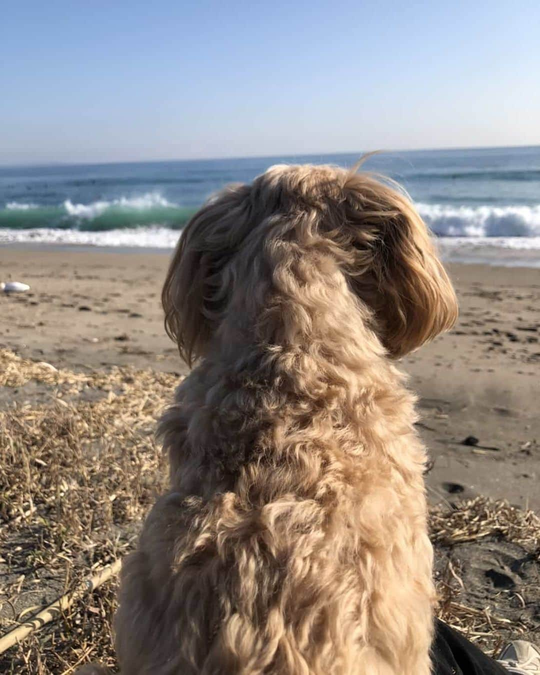 夏菜さんのインスタグラム写真 - (夏菜Instagram)「🐶♥️🌊」1月15日 14時16分 - natsuna_official