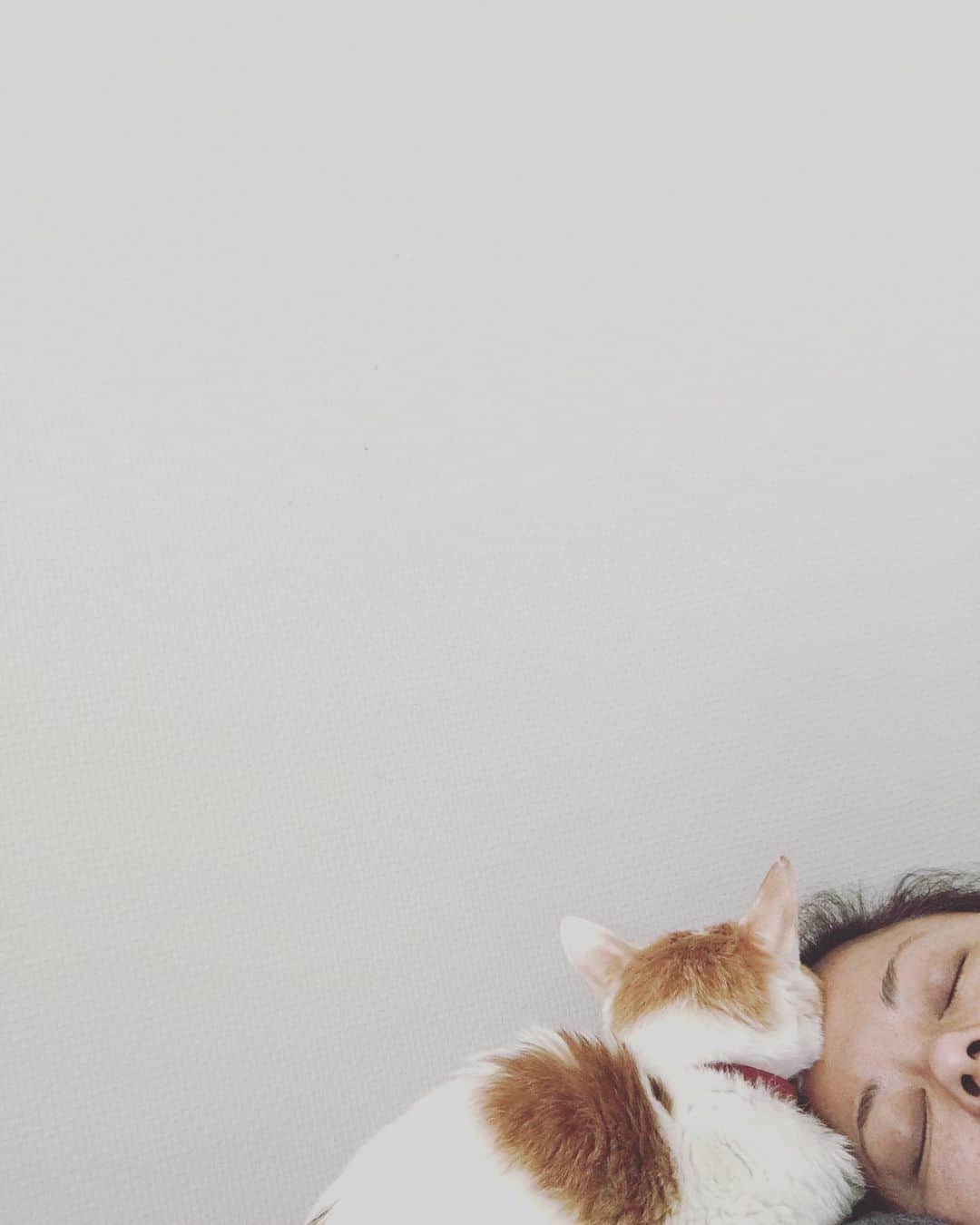 猫沢エミさんのインスタグラム写真 - (猫沢エミInstagram)「ママちゃん、ママちゃん、だいじょぶよ。  イオが傍についてるよ。  #猫沢イオ　#泣いた」1月15日 15時06分 - necozawaemi