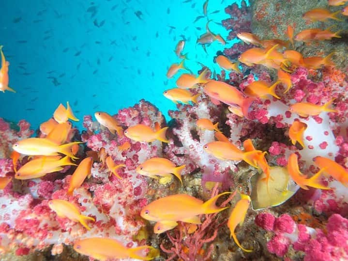 ホテルイーストチャイナシーのインスタグラム：「' ﻿ ﻿ \Diving/﻿ ﻿ ダイビングしてきました🏝in西表島﻿ ﻿ キンギョハナダイの群れ🐠🐠🐠﻿ 浅瀬で群れてるので、体験ダイビングの方でも﻿ もちろん見れます💖﻿ ﻿ ﻿ ２枚目は八重山の海では珍しいヒレナガネジリンボウ！﻿ ﻿ ショップごとに行くポイントが違うので体験ダイビング、シュノーケル等、気になる方はフロントスタッフまで😇﻿ ﻿ #スタッフの休日﻿ #ホテルイーストチャイナシー#hoteleastchinasea﻿ #石垣島#石垣島旅行#八重山諸島#西表島#ひとり旅　﻿ #ishigakiisland#trip#yaeyama﻿ #ダイビング#体験ダイビング#シュノーケル#diving  #キンギョハナダイ﻿#ヒレナガネジリンボウ」