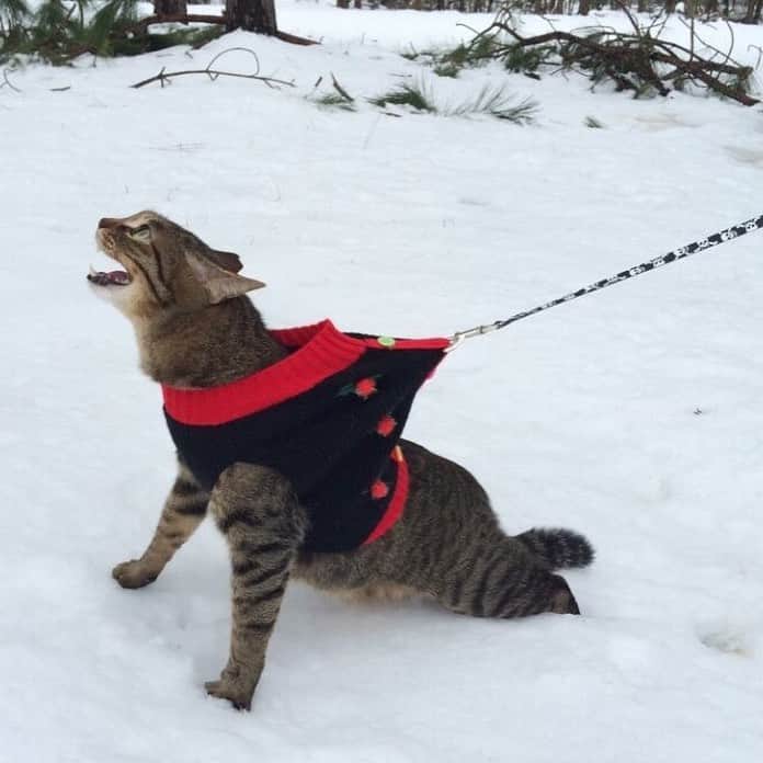 9GAGさんのインスタグラム写真 - (9GAGInstagram)「Cats and snow don’t mix @meowed #cats #snow #9gag」1月15日 16時14分 - 9gag