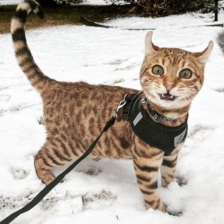 9GAGさんのインスタグラム写真 - (9GAGInstagram)「Cats and snow don’t mix @meowed #cats #snow #9gag」1月15日 16時14分 - 9gag