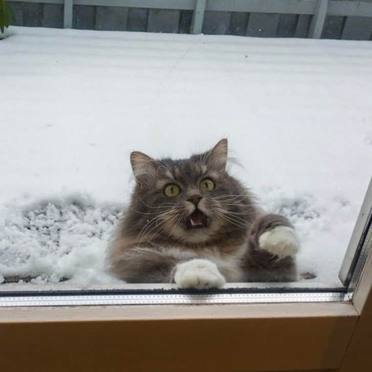 9GAGさんのインスタグラム写真 - (9GAGInstagram)「Cats and snow don’t mix @meowed #cats #snow #9gag」1月15日 16時14分 - 9gag