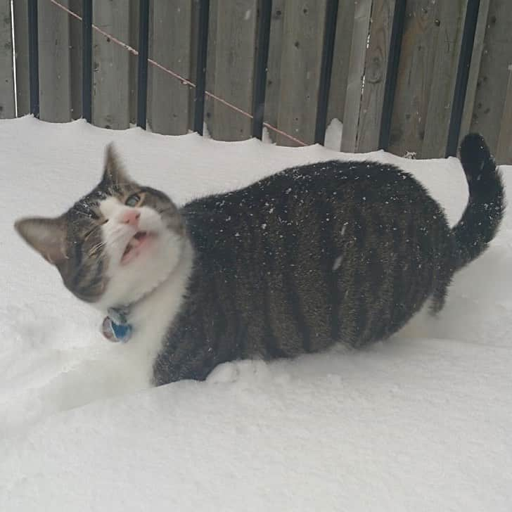 9GAGさんのインスタグラム写真 - (9GAGInstagram)「Cats and snow don’t mix @meowed #cats #snow #9gag」1月15日 16時14分 - 9gag