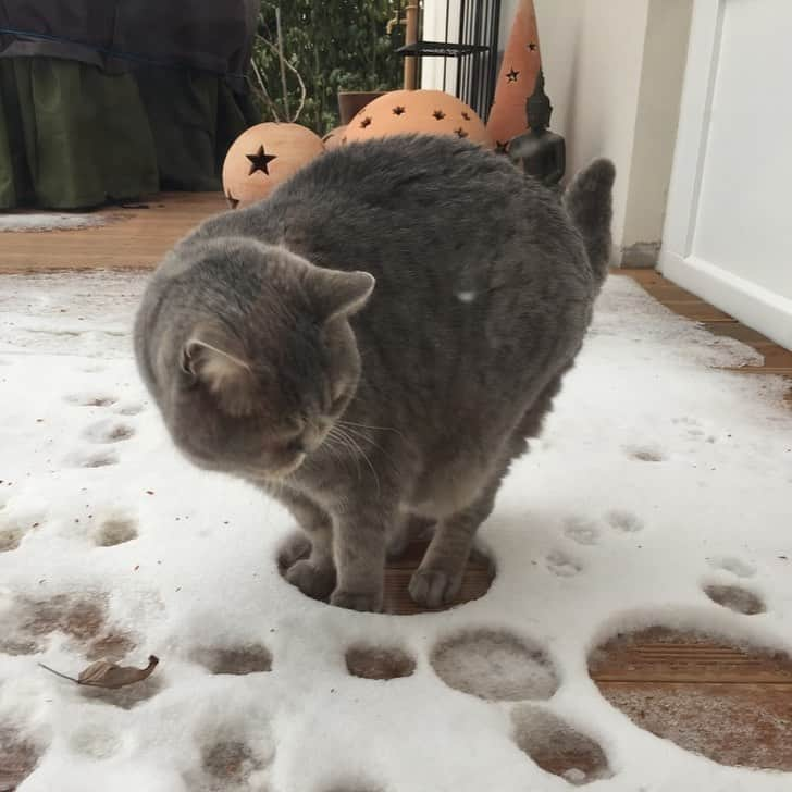 9GAGさんのインスタグラム写真 - (9GAGInstagram)「Cats and snow don’t mix @meowed #cats #snow #9gag」1月15日 16時14分 - 9gag