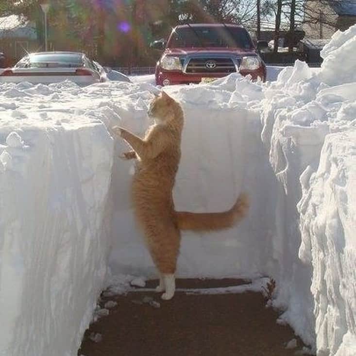 9GAGさんのインスタグラム写真 - (9GAGInstagram)「Cats and snow don’t mix @meowed #cats #snow #9gag」1月15日 16時14分 - 9gag