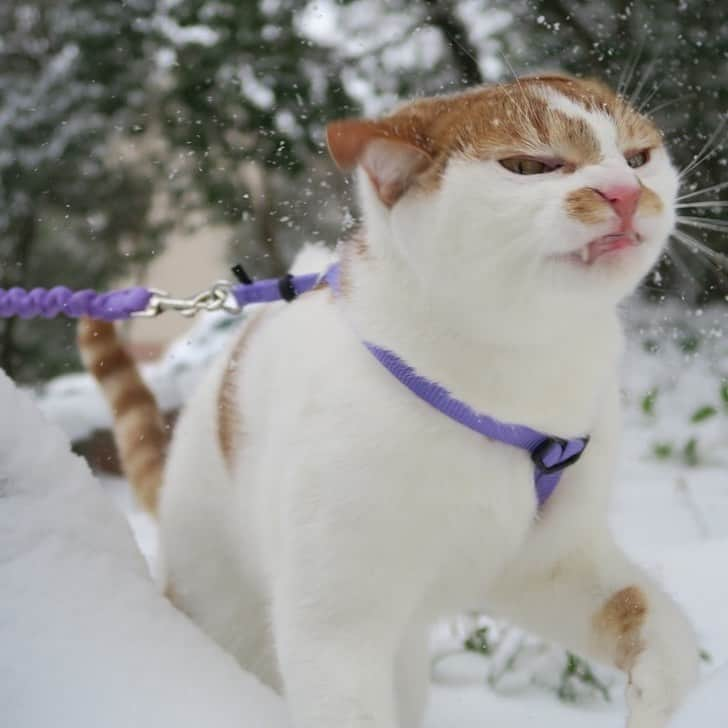 9GAGさんのインスタグラム写真 - (9GAGInstagram)「Cats and snow don’t mix @meowed #cats #snow #9gag」1月15日 16時14分 - 9gag