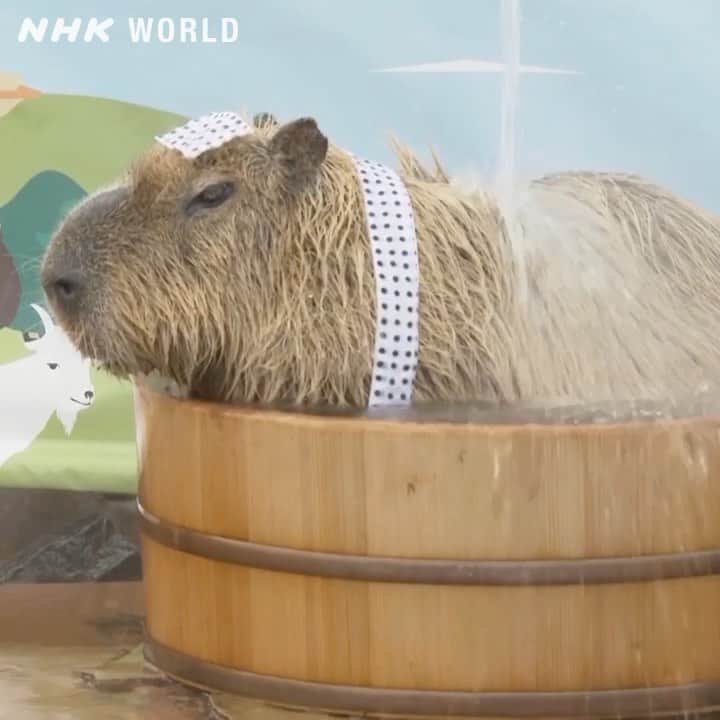 NHK「WORLD-JAPAN」のインスタグラム