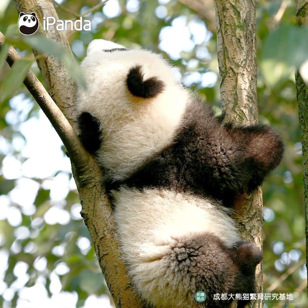 iPandaさんのインスタグラム写真 - (iPandaInstagram)「When will I have such a tree bearing panda fruit? 🐼 🐾 🐼 #panda #ipanda #animal #pet #adorable #China #travel #pandababy #cute #photooftheday #Sichuan #cutepanda #animalphotography #cuteness #cutenessoverload #giantpandatsi」1月15日 17時30分 - ipandachannel