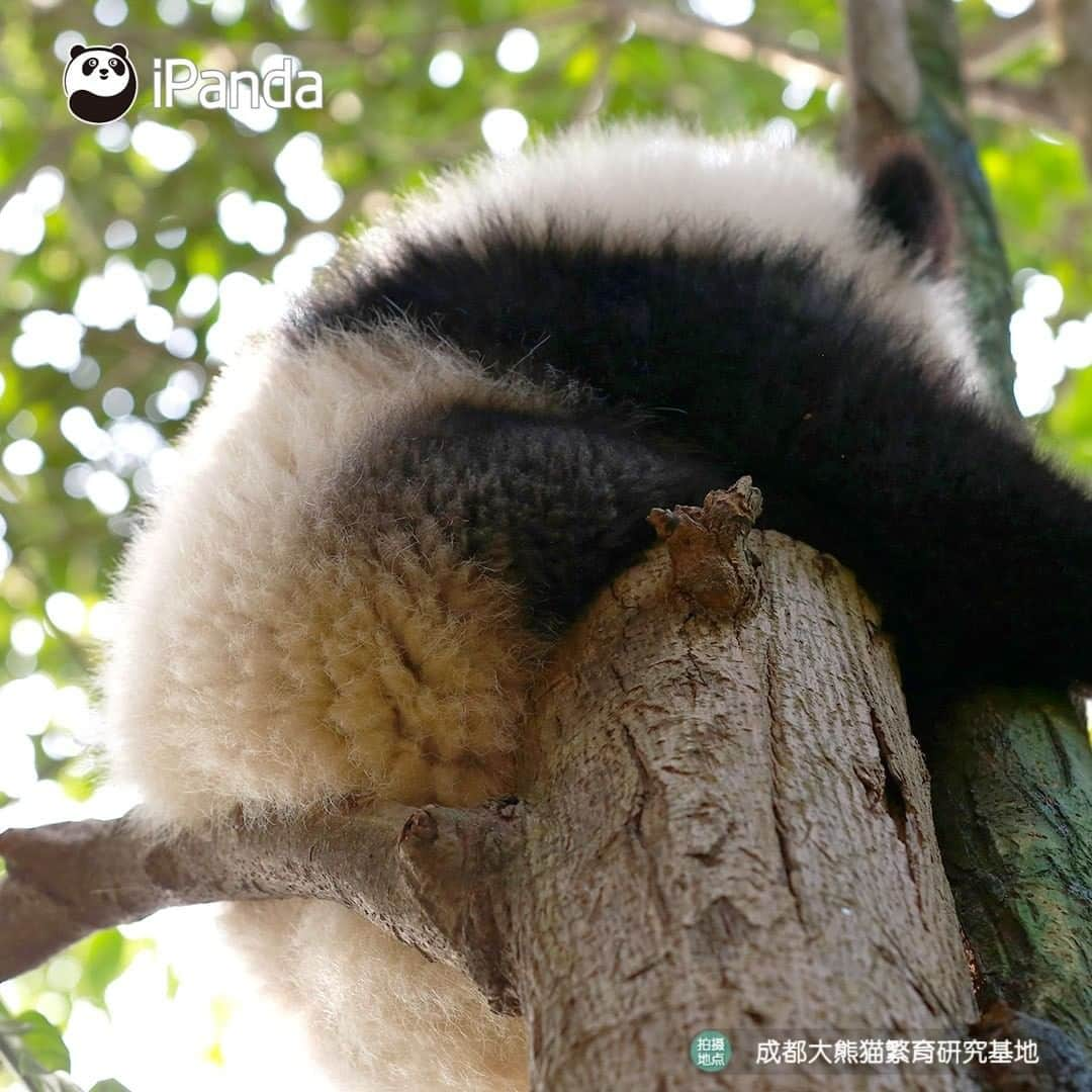 iPandaさんのインスタグラム写真 - (iPandaInstagram)「When will I have such a tree bearing panda fruit? 🐼 🐾 🐼 #panda #ipanda #animal #pet #adorable #China #travel #pandababy #cute #photooftheday #Sichuan #cutepanda #animalphotography #cuteness #cutenessoverload #giantpandatsi」1月15日 17時30分 - ipandachannel