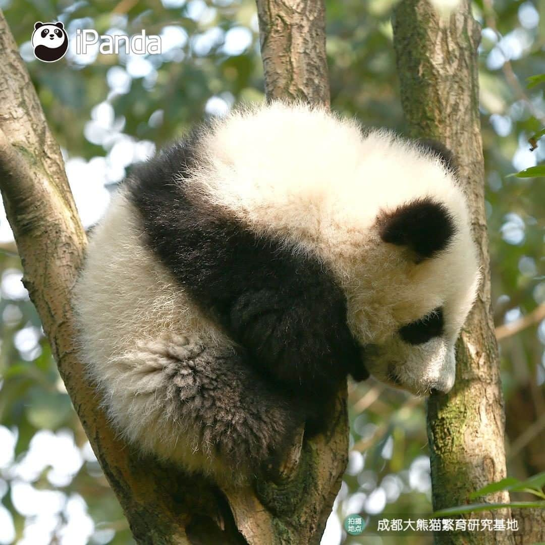 iPandaさんのインスタグラム写真 - (iPandaInstagram)「When will I have such a tree bearing panda fruit? 🐼 🐾 🐼 #panda #ipanda #animal #pet #adorable #China #travel #pandababy #cute #photooftheday #Sichuan #cutepanda #animalphotography #cuteness #cutenessoverload #giantpandatsi」1月15日 17時30分 - ipandachannel