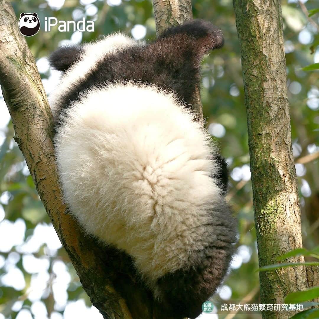 iPandaさんのインスタグラム写真 - (iPandaInstagram)「When will I have such a tree bearing panda fruit? 🐼 🐾 🐼 #panda #ipanda #animal #pet #adorable #China #travel #pandababy #cute #photooftheday #Sichuan #cutepanda #animalphotography #cuteness #cutenessoverload #giantpandatsi」1月15日 17時30分 - ipandachannel