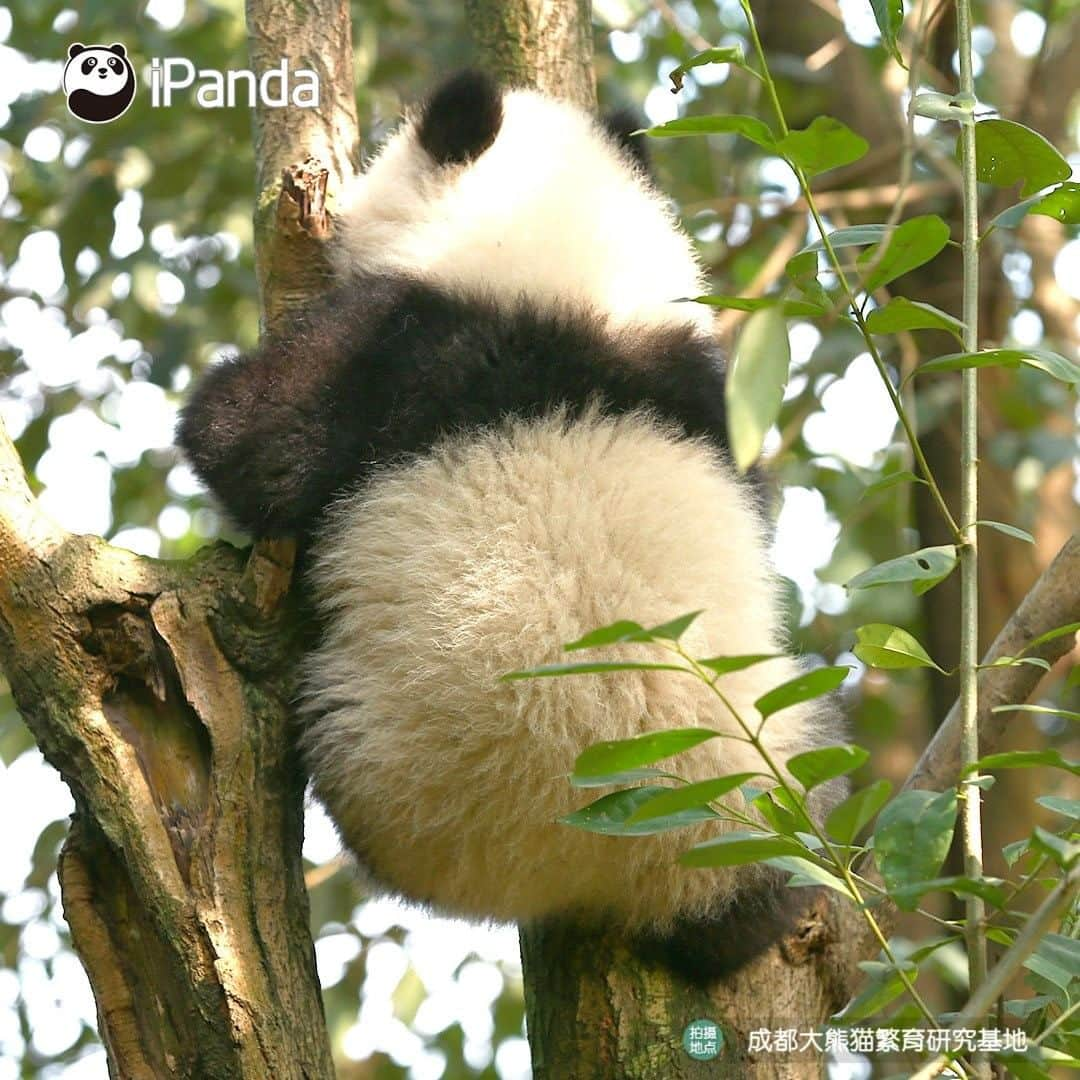 iPandaさんのインスタグラム写真 - (iPandaInstagram)「When will I have such a tree bearing panda fruit? 🐼 🐾 🐼 #panda #ipanda #animal #pet #adorable #China #travel #pandababy #cute #photooftheday #Sichuan #cutepanda #animalphotography #cuteness #cutenessoverload #giantpandatsi」1月15日 17時30分 - ipandachannel