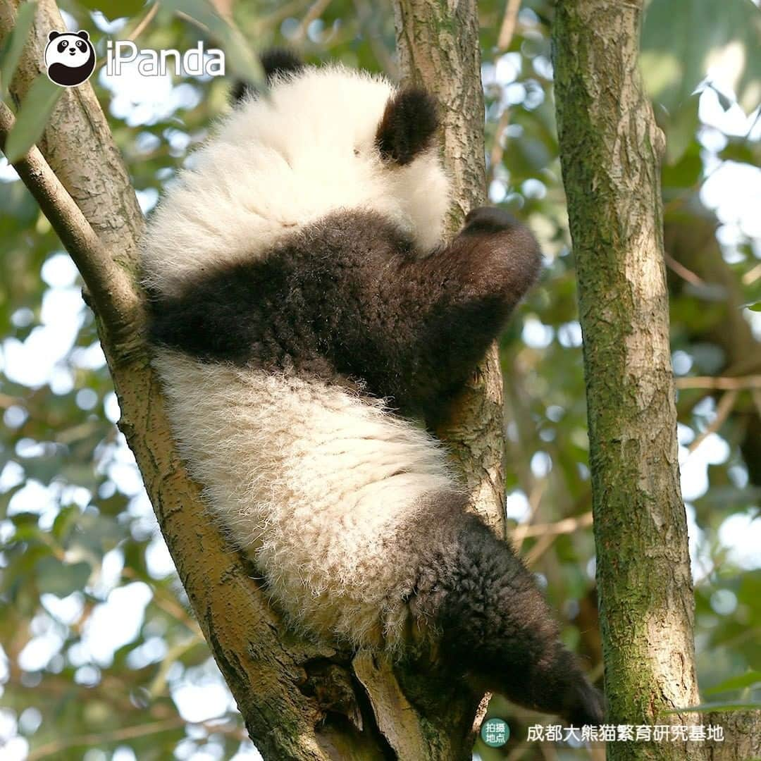 iPandaさんのインスタグラム写真 - (iPandaInstagram)「When will I have such a tree bearing panda fruit? 🐼 🐾 🐼 #panda #ipanda #animal #pet #adorable #China #travel #pandababy #cute #photooftheday #Sichuan #cutepanda #animalphotography #cuteness #cutenessoverload #giantpandatsi」1月15日 17時30分 - ipandachannel