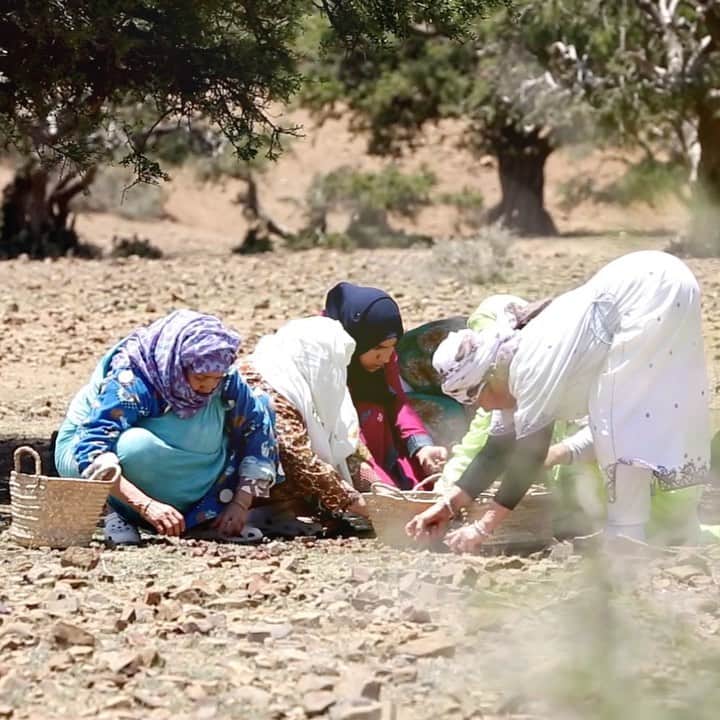 Melvita Officialのインスタグラム：「Ça vous dit de découvrir les coulisses de la production de notre star incontestée : l’huile d’argan bio ? C’est par ici ⬇️ J-60 : Les femmes récoltent 🌳 les noix d’argan et les font sécher au soleil.  J-30 : Elles dépulpent, trient, décortiquent à la main ✊ chaque fruit et extraient les amandons.  J-5 : Les amandons sont transformés et l’huile est obtenue mécaniquement par première pression à froid. Votre huile est prête à faire des miracles !  #melvita #argan #huilesvegetales #biologique #cosmetiquebio #fairtrade #commerceequitable #cleanbeauty」
