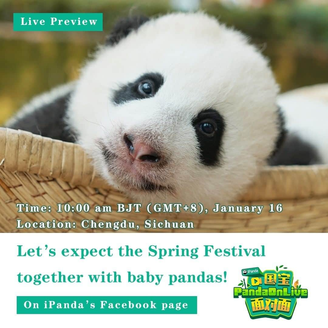 iPandaさんのインスタグラム写真 - (iPandaInstagram)「Live Preview: Panda cubs born in 2019 are turning about six months old and embracing their first Spring Festival! What are their new year wishes? Are there any intriguing growing-up stories? Let’s follow iPanda’s live broadcast at 10 a.m. BJT on January 16 to learn more about them and welcome the Chinese New Year together with them! 🐼 🐾 🐼 #PandaOnLive #FBLive #HappyChineseNewYear #panda #ipanda #animal #pet #adorable #China #travel #pandababy #cute #photooftheday #Sichuan #cutepanda #animalphotography #cuteness #cutenessoverload #giantpanda」1月15日 18時03分 - ipandachannel