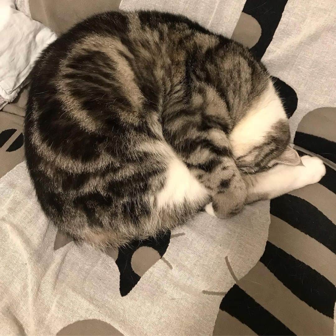 KATSUOのインスタグラム：「#cat #catstagram #catsofinstagram #instacat #cutecat #katsuo #水泳飛び込み #華麗なるジャンプ」