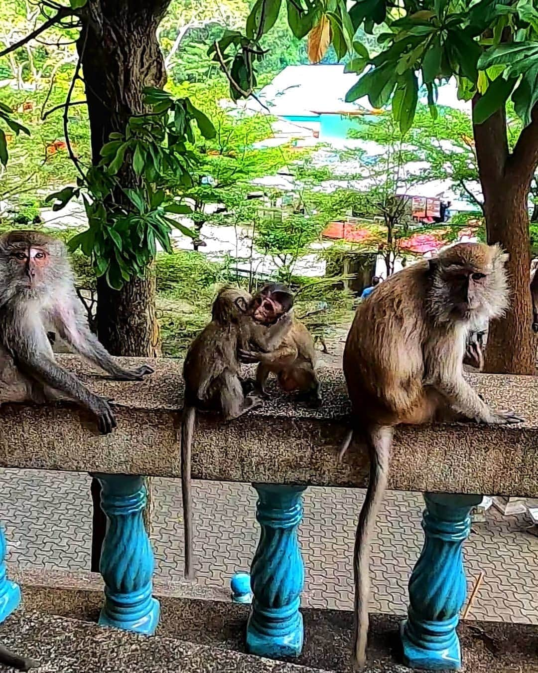 芳美リンさんのインスタグラム写真 - (芳美リンInstagram)「﻿引き続き、タイ、クラビの思い出。﻿ ﻿ #タムスア寺　にて☀﻿ ここにたどり着くまでにはなんと！1272段の階段を登っていきます。﻿ ﻿ 数字にピンとこなかったんですが、正直しんどい！（笑）﻿ 途中すれ違う下山者に、あとどれくらいか聞きつつ、﻿ その度に、まだまだか、、と絶望しつつ登ります🗻﻿しかもビーサン。。 ﻿ 辛い分、辿り着いた時の感動は絶大！﻿ ﻿絶景と黄金のお釈迦様に会えます。 ご覧いただいている皆様にもご利益がありますように✨ ﻿ 途中で会えるお猿さんも可愛かったです♥﻿ ﻿ ﻿ #タイガーケイブテンプル﻿ #TigerCaveTemple ﻿ #WatThamSuea﻿ #タイ#クラビ﻿﻿ #GoProjp#GoProのある生活﻿ #温泉ソムリエ#温泉旅行#温泉#秘境#天然温泉﻿ #旅したくなるフォト #japantrip #旅行 #travelstagram #旅人 #lynn_trip #旅 #travelme #travel #トラベラー ﻿﻿ #旅好きな人と繋がりたい﻿﻿ #travelholics﻿﻿ #thailand#krabi#tapisland﻿#トラレコwifi ﻿﻿﻿﻿﻿﻿ #楽天トラベル2019ベストトリップ」1月15日 19時01分 - lynn.lynn5