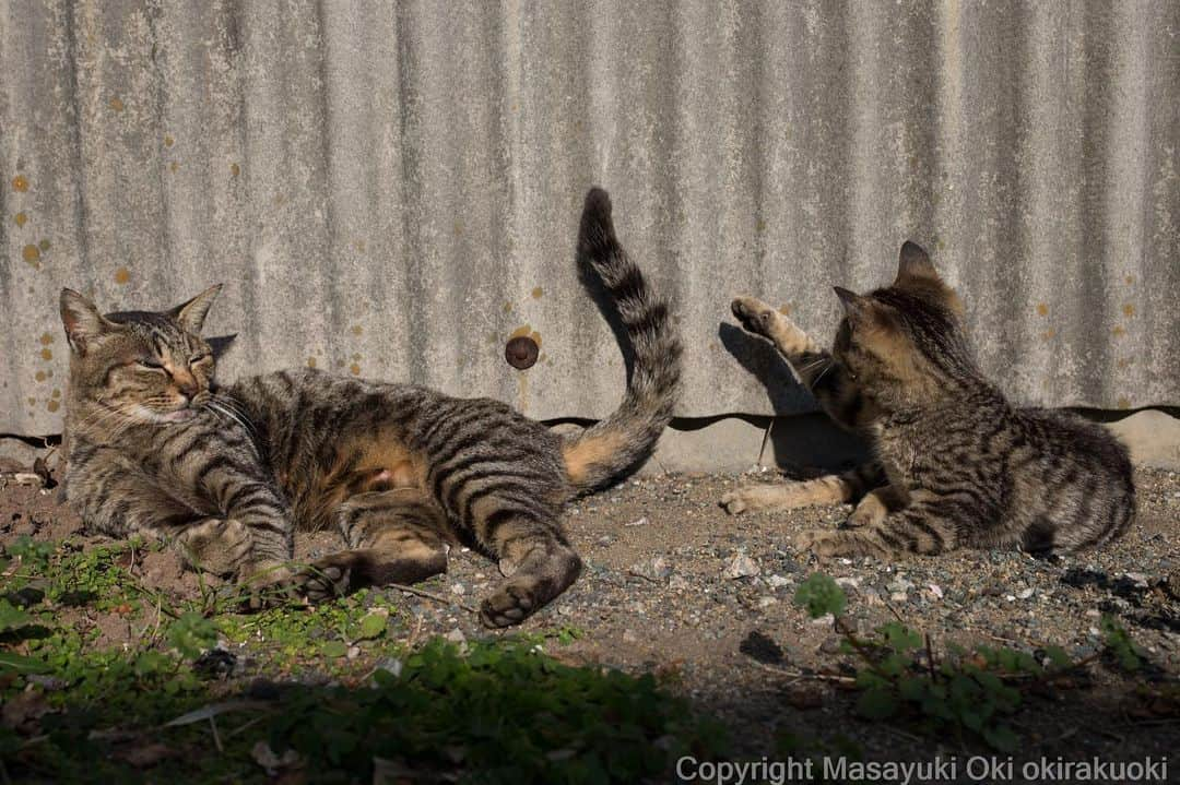 Masayukiさんのインスタグラム写真 - (MasayukiInstagram)「しっぽであやす。  #cat #ねこ」1月15日 19時23分 - okirakuoki