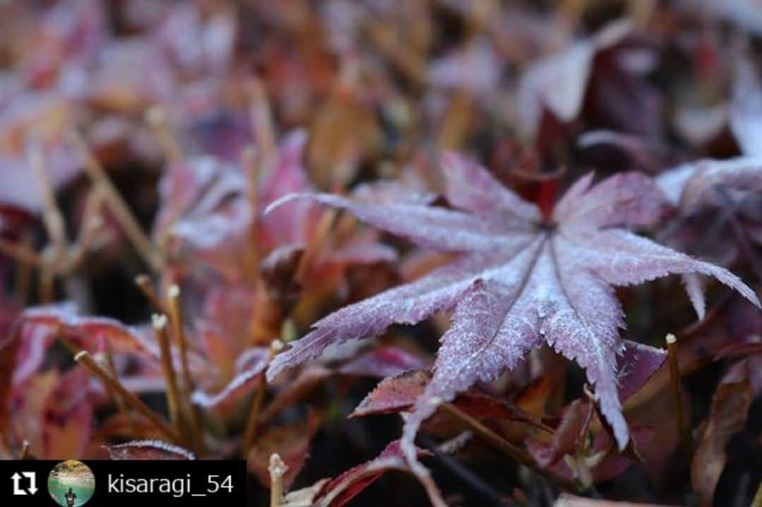 zekkei_ibarakiのインスタグラム：「エントリーNo.191035 ━･･━･･━･･━･･━･･━･･━ #Repost @kisaragi_54 ━･･━･･━･･━･･━･･━･･━ 春風萬里荘  撮りたくなるなるシリーズを 撮って出しでお届けします  #いろとりどりのもみじ  #ローアングルでもみじ  #もみじ持ってみる  #石の上のもみじ  #鏡に写った紅葉  #紅い景色とステンドグラス  #霜降りもみじ  #木枠の中の世界  #笠間市 #春風萬里荘 #紅葉 #黄葉 #もみじ #キリトッテミタ世界  #撮りたくなるなるシリーズ  #tmg_cheers #zekkeiいばらき2019 @zekkei_ibaraki  2019.11.29」