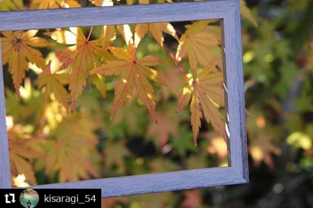 zekkei_ibarakiさんのインスタグラム写真 - (zekkei_ibarakiInstagram)「エントリーNo.191036 ━･･━･･━･･━･･━･･━･･━ #Repost @kisaragi_54 ━･･━･･━･･━･･━･･━･･━ 春風萬里荘  撮りたくなるなるシリーズを 撮って出しでお届けします  #いろとりどりのもみじ  #ローアングルでもみじ  #もみじ持ってみる  #石の上のもみじ  #鏡に写った紅葉  #紅い景色とステンドグラス  #霜降りもみじ  #木枠の中の世界  #笠間市 #春風萬里荘 #紅葉 #黄葉 #もみじ #キリトッテミタ世界  #撮りたくなるなるシリーズ  #tmg_cheers #zekkeiいばらき2019 @zekkei_ibaraki  2019.11.29」1月15日 19時24分 - zekkei_ibaraki