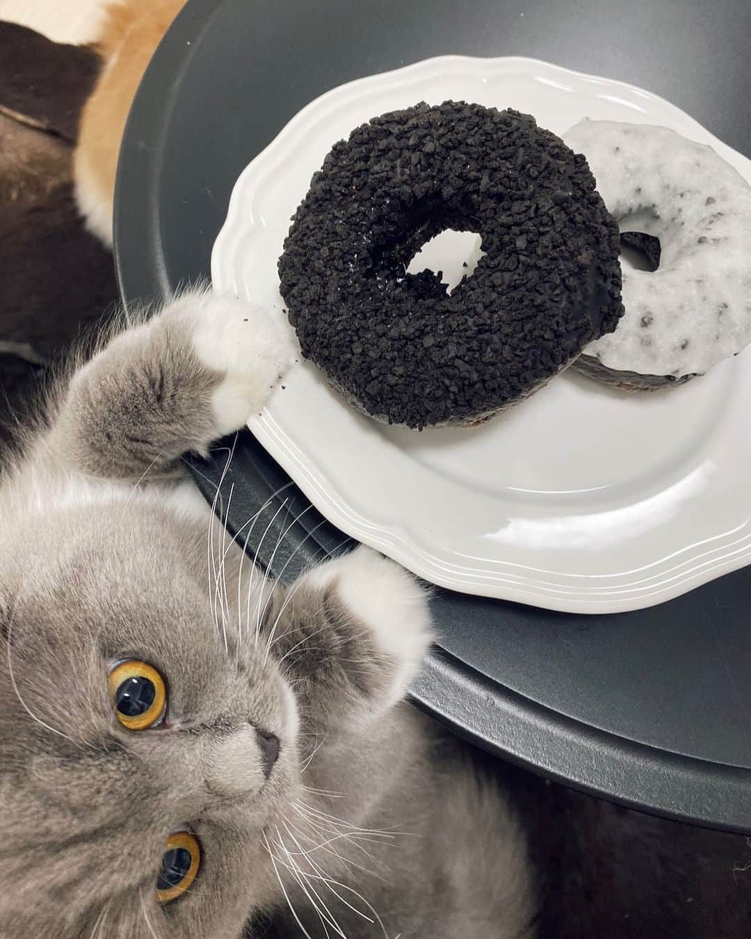 古川貴絵さんのインスタグラム写真 - (古川貴絵Instagram)「久々にドーナツ食べた🍩 プニにもピケにもそれぞれの 可愛さがあって日々癒されてる。笑 #donuts #cat #catstagram #catlife」1月15日 19時56分 - _kiegram