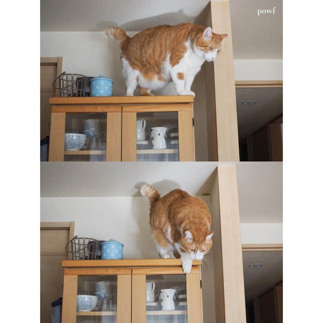 anemone_69のインスタグラム：「. #食器棚の上 のハカセ . . #ハカセとキョウジュ #茶トラ白 #茶白 #cat #猫 #保護猫 . . .」