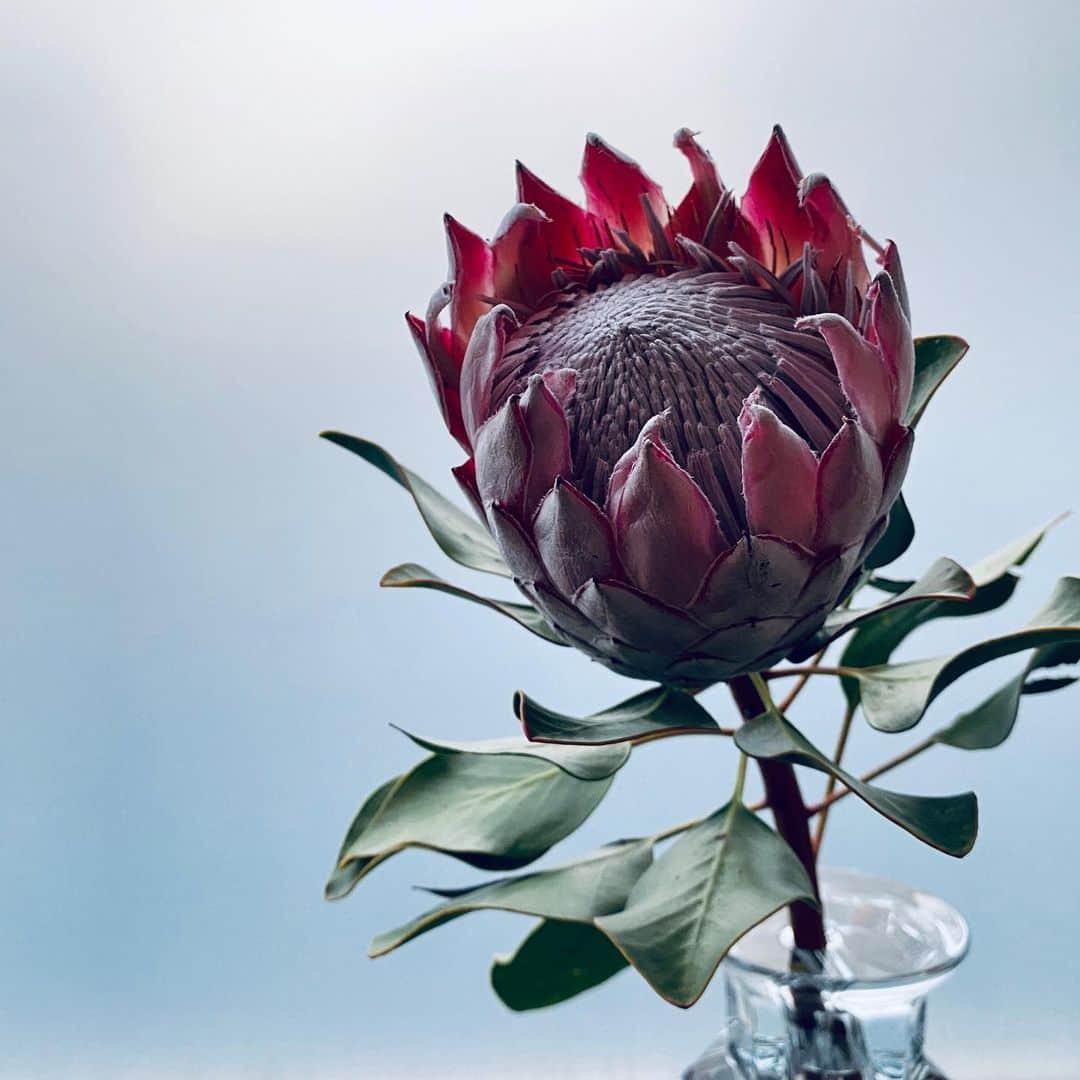 稲垣吾郎さんのインスタグラム写真 稲垣吾郎instagram それは冷たい海の底 キングプロテア 南アフリカ 国花 1月15日 時26分 Goro Inagaki Official