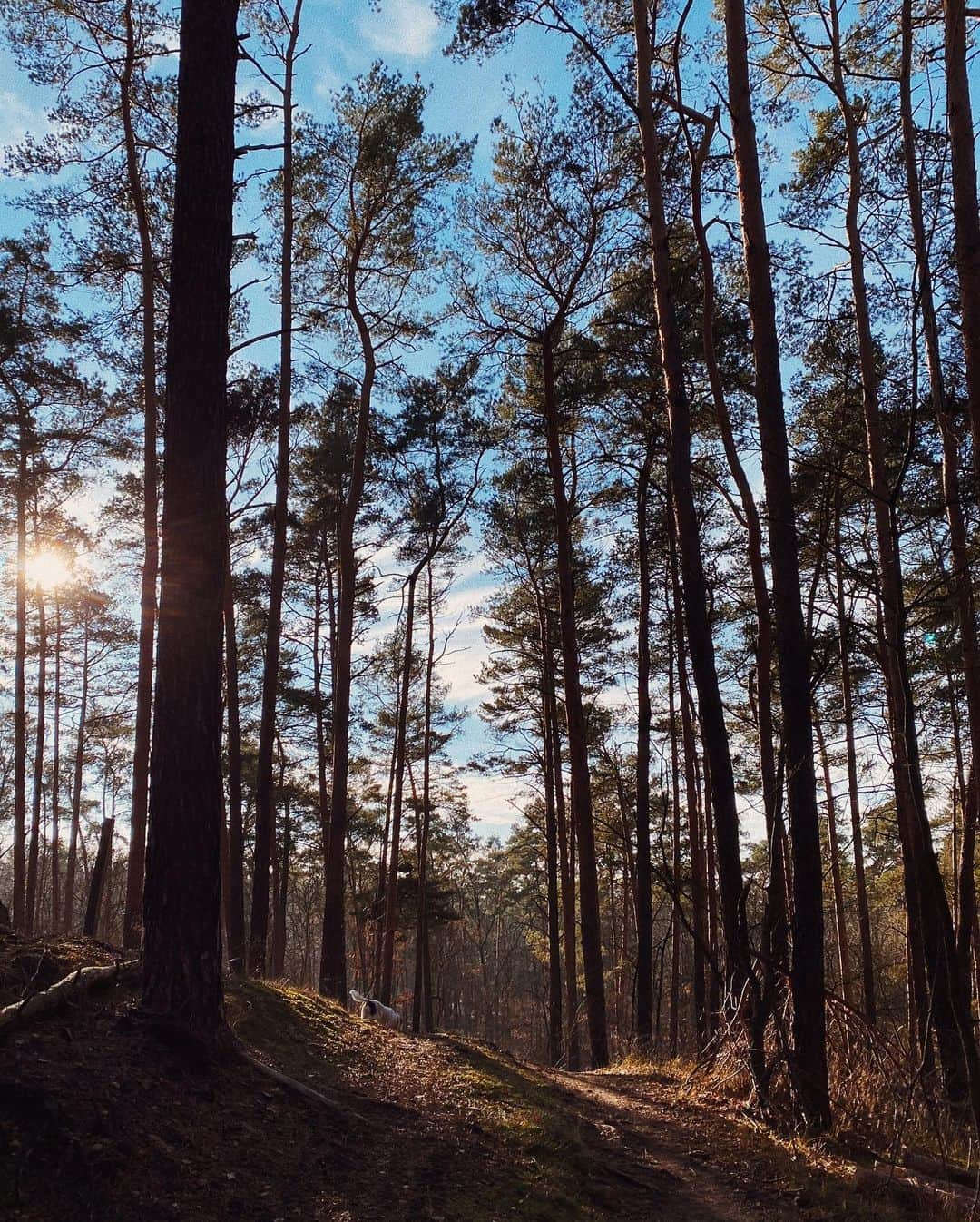 STIL IN BERLINのインスタグラム：「Stunning landscapes during a walk last weekend in the Müggelberge - swipe right to see a happy dog. #nicothemutt . . #berlin #berlinwalks #berlinforest」