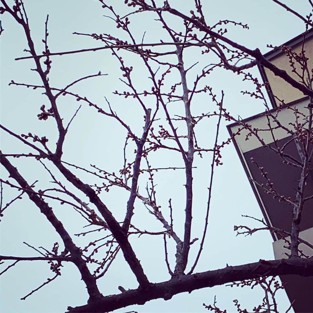 デザオ建設北野展示場のインスタグラム：「ふと見上げると、 もうスタンバッテますよ、 春が^ ^ #このまま春になるのでしょうか？？？ #二色咲きの梅 ライフスタイルリノベーション #マンションリノベ #マンションリノベーション #デザオ建設 #デザオ #DEZAO  #DsLABO #京都#戸建リノベーション #リノベーション #リフォーム  #注文住宅  #家 #住宅 #建築 #暮らし #マイホーム計画 #インテリア #デザイン #家づくり #木の家#和風モダン  #LDK #モノトーンインテリア #和モダン ＊デザオ建設のリフォーム、詳しい情報はこちらからどうぞ → @dezaoreform」