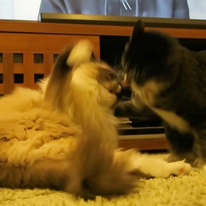 takegaeruのインスタグラム：「仲良くねん( ^ω^ ) #cat #猫 #ragdoll #ラグドール #ホワイトポッチーズ #よもねこ #よもぎねこ #キジトラ #きじとら」
