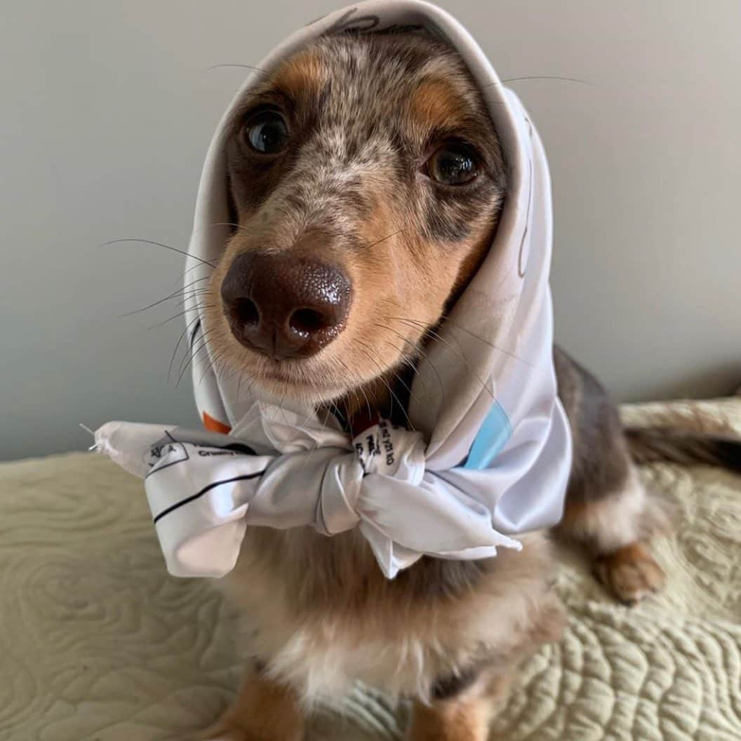 Glossierさんのインスタグラム写真 - (GlossierInstagram)「"A tutorial on how to wear your Balm Dotcom scarf 3 different ways 🤩 1. Dinner is ready 2. Babuśka 3. Gentleman" @dogsofglossier @kimchi_thedapple, thank you 💞」1月16日 7時06分 - glossier