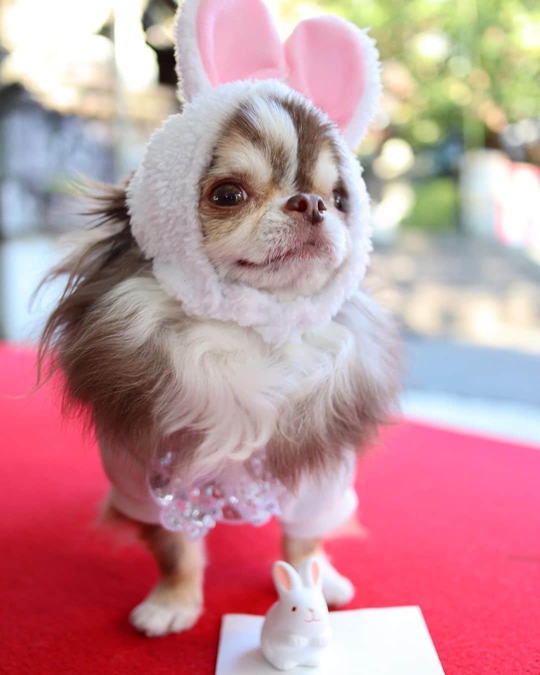 のインスタグラム：「* * うさぎのおみくじ 可愛いーー🐰💗 * * Lychee💗🐰 * * #岡崎神社 #京都 #kyoto #うさぎ * #chihuahua#chihuahualove#dogstgram#dog#instadog#チワワ#チワワ大好き * *」