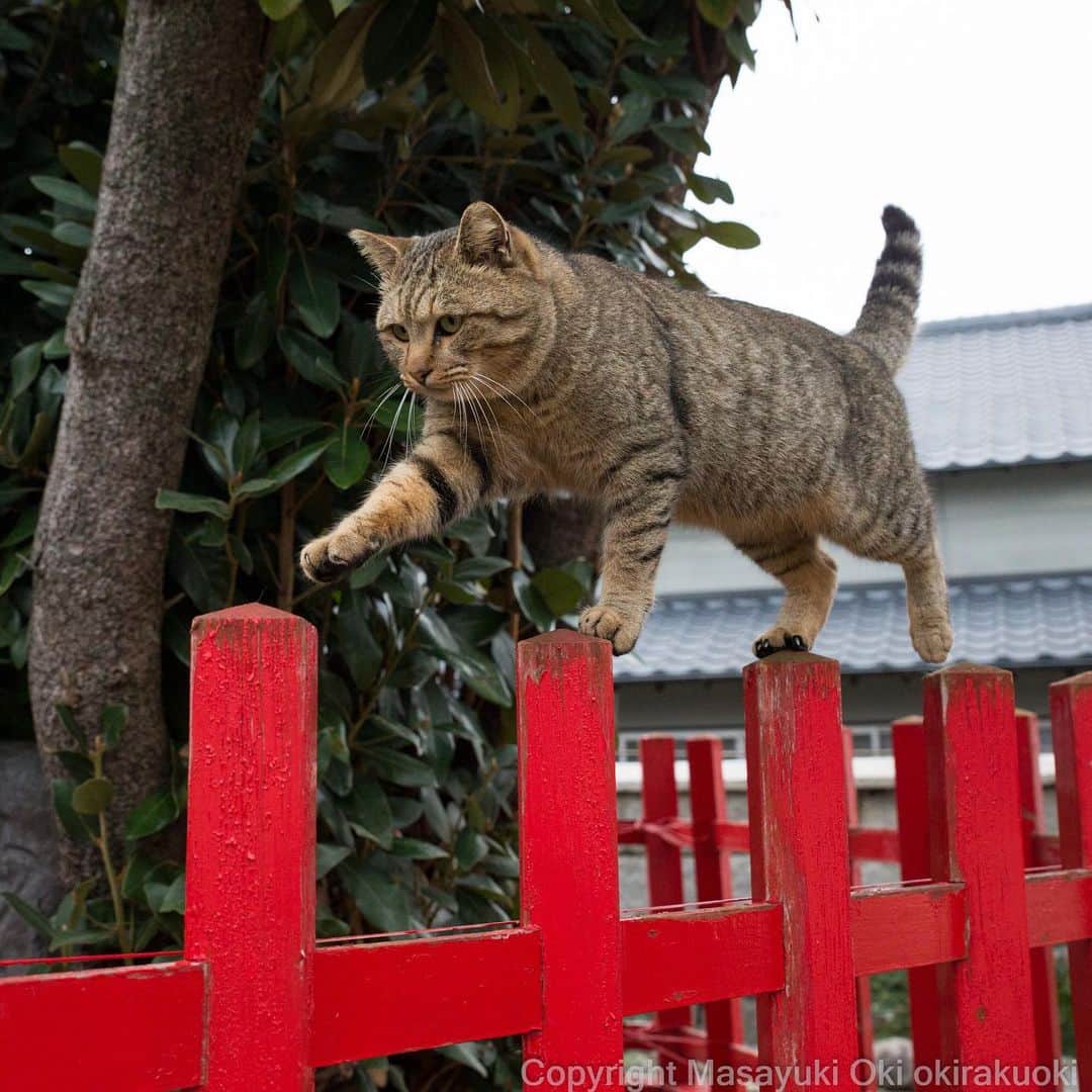 Masayukiさんのインスタグラム写真 - (MasayukiInstagram)「バランス。  おはようございます。 Good morning from Tokyo Japan 🌤  #cat #ねこ」1月16日 8時09分 - okirakuoki