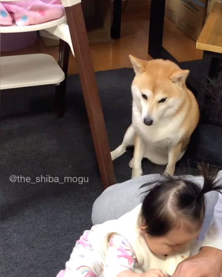 Moguのインスタグラム：「. ベビ子分と遊ぶ飼い主のナデ待ちするもぐなの。 Pet me. #柴犬の上目遣い #ぶりっこもぐちゃん #かわいいもぐちゃん . @the_shiba_mogu  #柴犬 #shibainu #shiba#赤柴 #redshiba#犬 #dog#しばいぬ#nannydog#犬と子供#子供と犬#柴犬と子供#柴#赤ちゃんと犬#犬と赤ちゃん#柴犬と赤ちゃん#赤ちゃんと柴犬#柴犬のいる暮らし#子守犬」