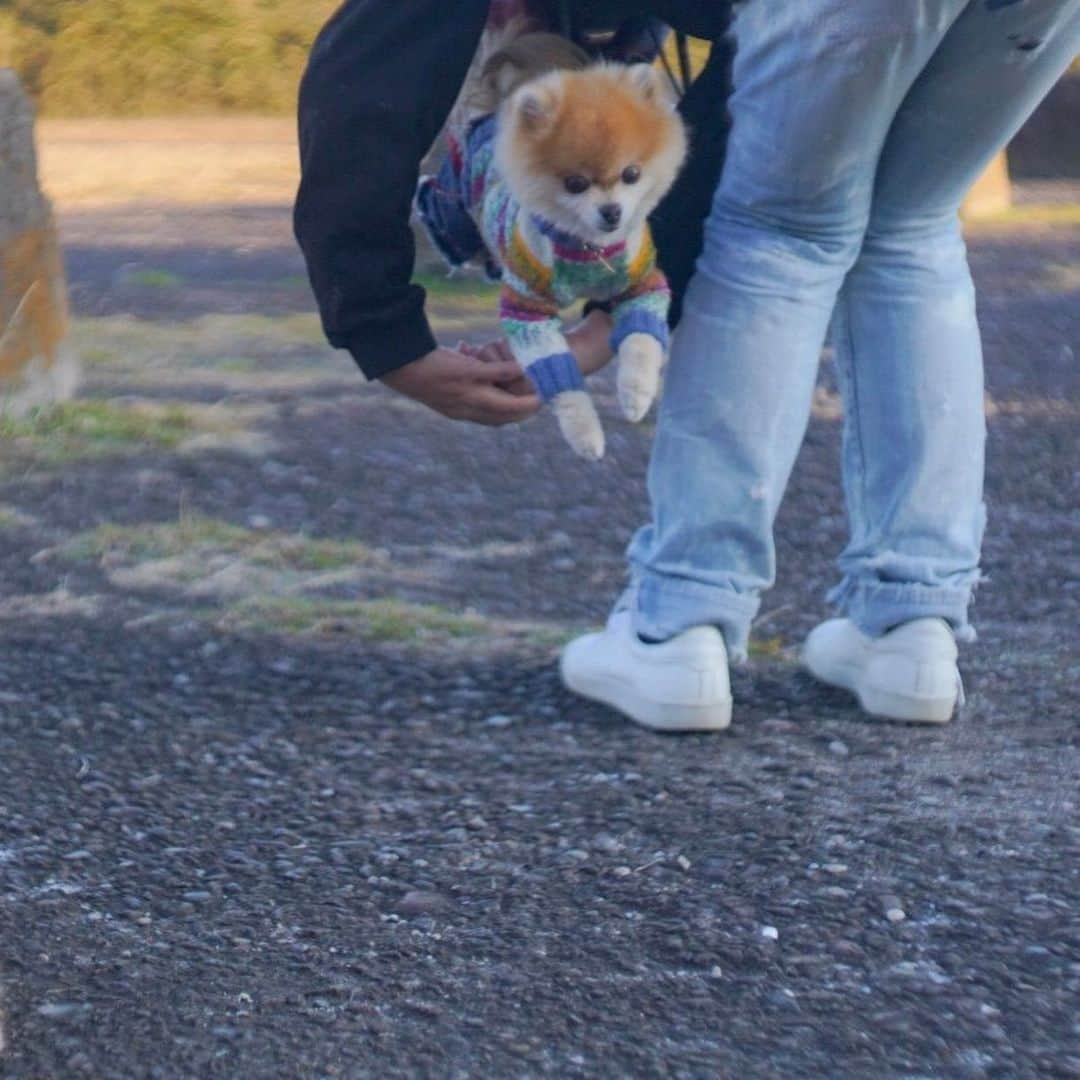 ポテチンさんのインスタグラム写真 - (ポテチンInstagram)「ポテは鈍臭く見えるけど実は運動神経あるんですぢょ！ 輪くぐり🤸‍♀️🎪だってできますぢょね👍 1,2. photos by @kenzo.1203  3,4. photos by @little2poms  5. ボール投げも大好きですぢょ。」1月16日 0時34分 - pom.potechin