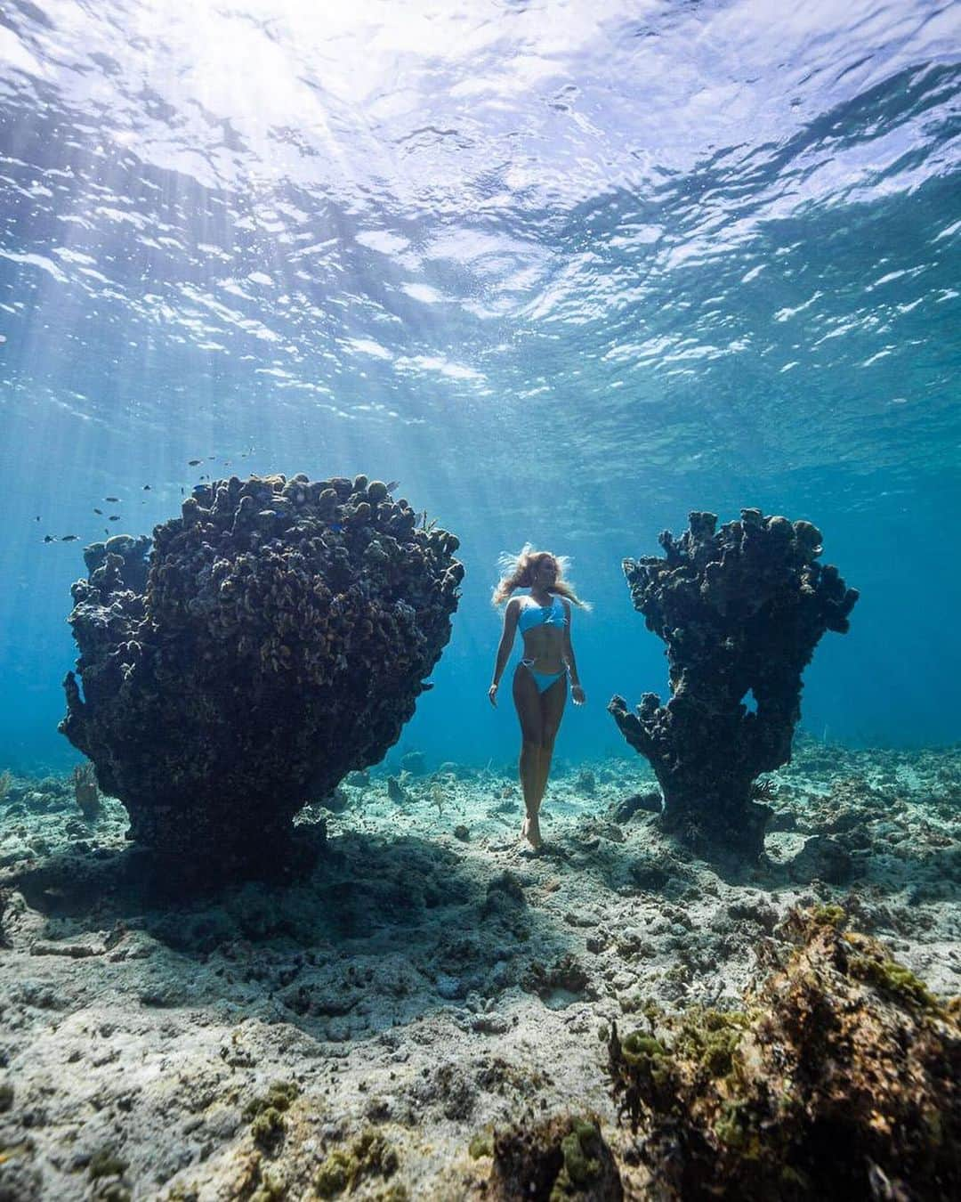 サシャ・カリスさんのインスタグラム写真 - (サシャ・カリスInstagram)「Through an underwater garden 💙💦 Shot by @andremusgrove on the biggest reef in the Bahamas, the Andros Barrier Reef. It’s the 3rd largest reef IN THE WORLD 🌎! Over 190 miles long and truly an underwater paradise 😍 I was fortunate enough to visit this beautiful place with @bahamasnationaltrust and explore some of the beauty of the Bahamas I have not seen before. It was amazing to meet the hard working people that protect this part of the Bahamas with @bahamasnationaltrust 🙏🏼」1月16日 0時57分 - _bahamasgirl_