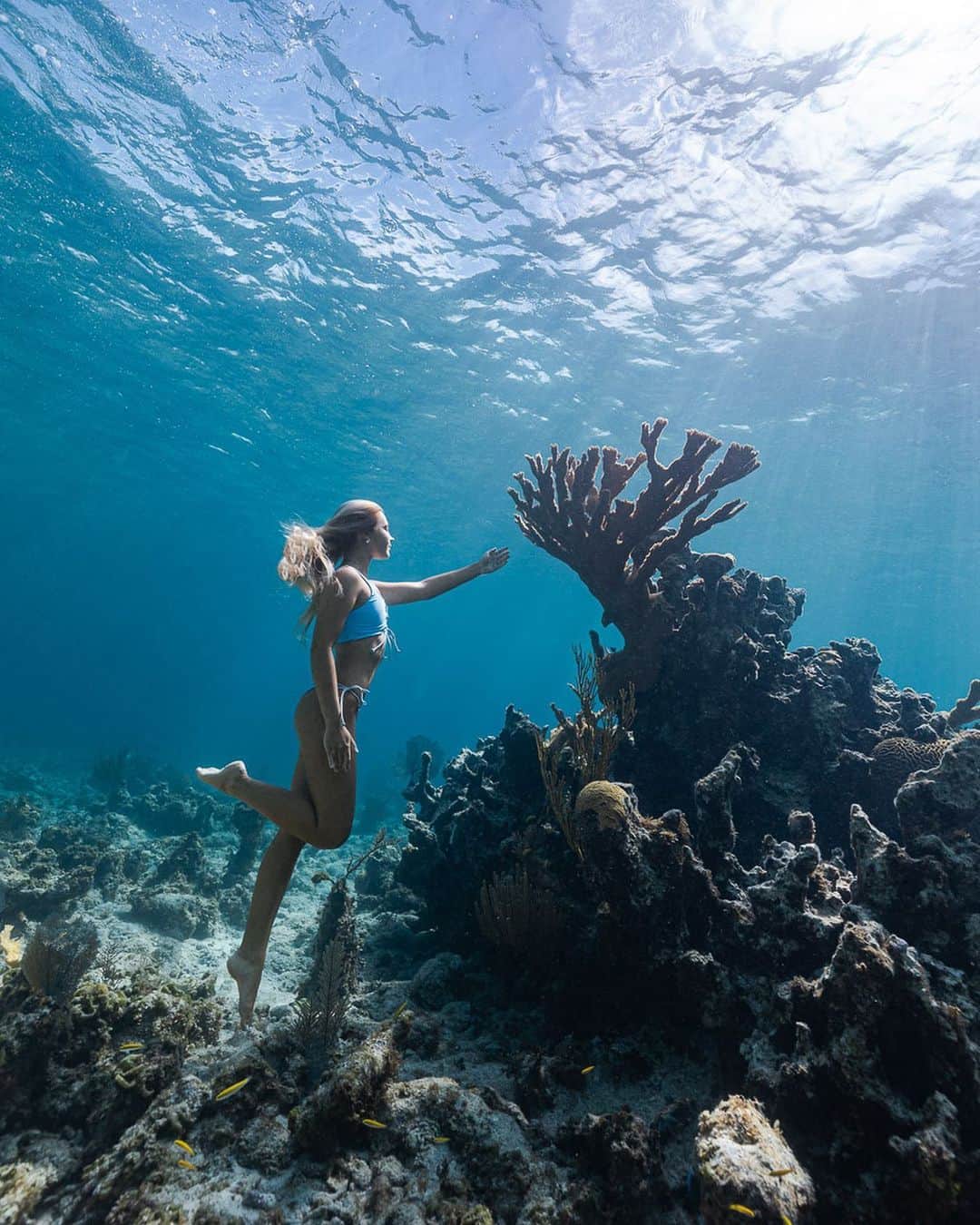 サシャ・カリスのインスタグラム：「Through an underwater garden 💙💦 Shot by @andremusgrove on the biggest reef in the Bahamas, the Andros Barrier Reef. It’s the 3rd largest reef IN THE WORLD 🌎! Over 190 miles long and truly an underwater paradise 😍 I was fortunate enough to visit this beautiful place with @bahamasnationaltrust and explore some of the beauty of the Bahamas I have not seen before. It was amazing to meet the hard working people that protect this part of the Bahamas with @bahamasnationaltrust 🙏🏼」
