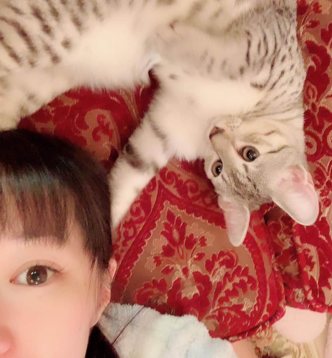 田中理恵さんのインスタグラム写真 - (田中理恵Instagram)「大好きおやすみ🐈🐈」1月16日 1時40分 - rieanesan