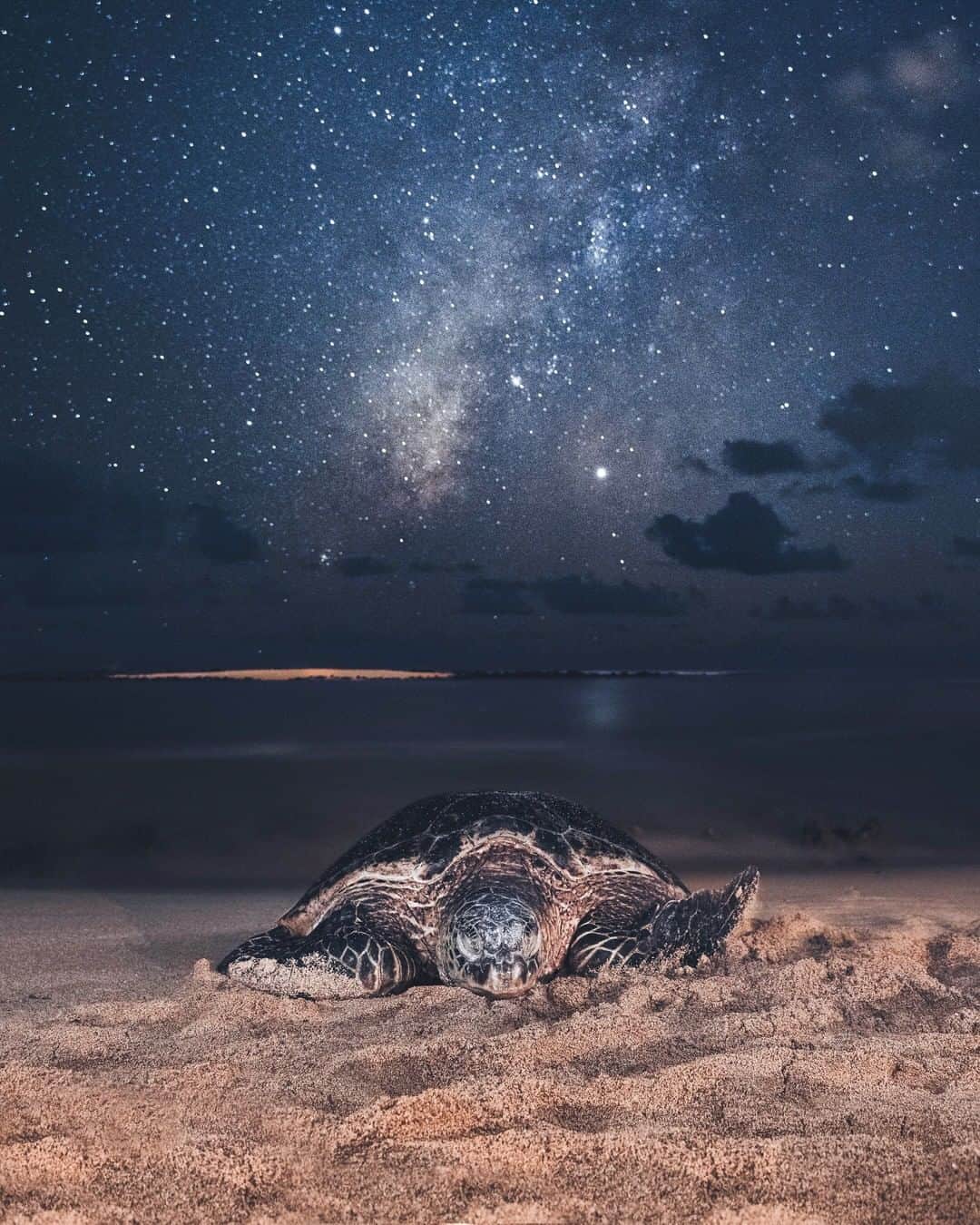 Discoveryさんのインスタグラム写真 - (DiscoveryInstagram)「"Silentio noctis. An image I’ve dreamt of capturing for several years now, finally realized one night in Kauai this past November, when the conditions aligned perfectly.” 📸 + caption by Max Nichols (@maxnicholsphoto) . . . . #adventure #travel #nature #photography #photooftheday #naturephotography #instagood #wildlifeIG #explore #turtle #night #nightsky #stars #beach #wow #Hawaii」1月16日 2時46分 - discovery