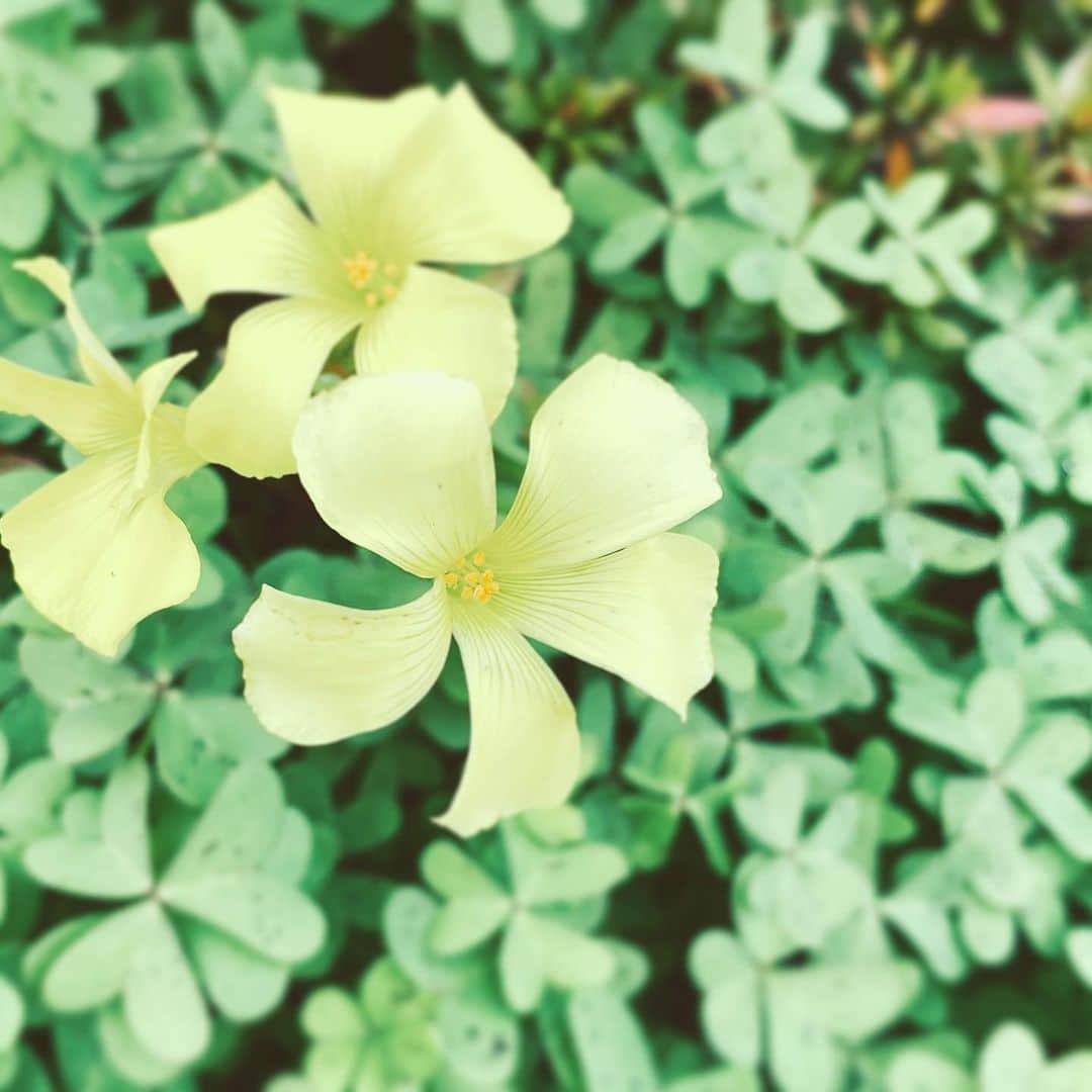のインスタグラム：「#flower #flowersoflife #yellow #love #thursday」