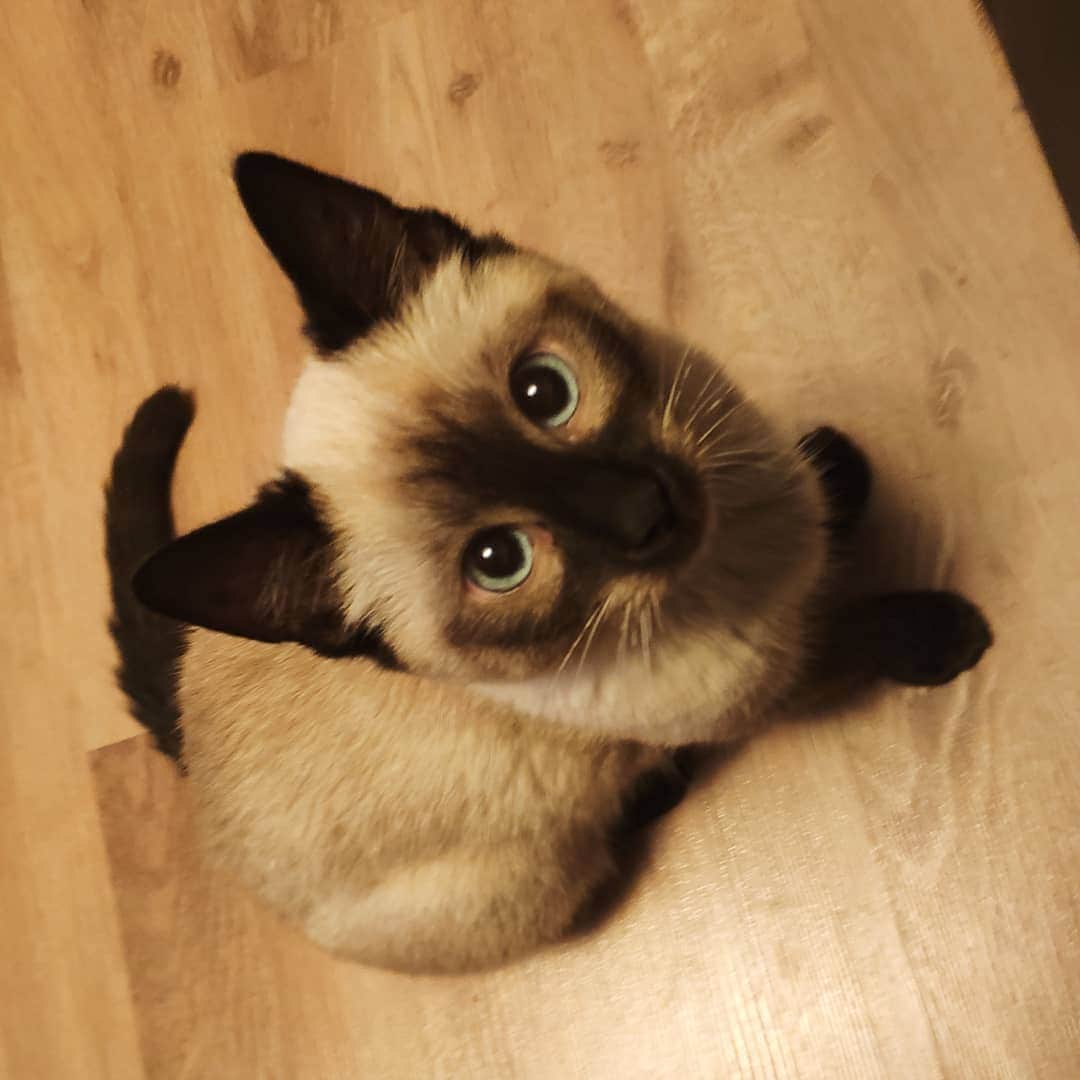 siamese_love_のインスタグラム：「from @coconut_the_siamese -  I'm ready for playing all night long 🌃 What are you doing tonight? 🎮 🙏 🥳 . . . . #cat #猫#gattisiamesi #Siamesi#Siamese #siamcAt #siamesecatlovers #siamcatlovers #siamesemix #siamesekitten #siamesekitty #siamés #siamesecatoftheday #gatto #chat#siamesecatofinstagram #siamesecats#siamesecat #instasiamese#siamesebluepoint #gattosiamese #gatos#고양이 #kat#katze#kotka#köttur  #샴고양이 #샴 #シャム猫」