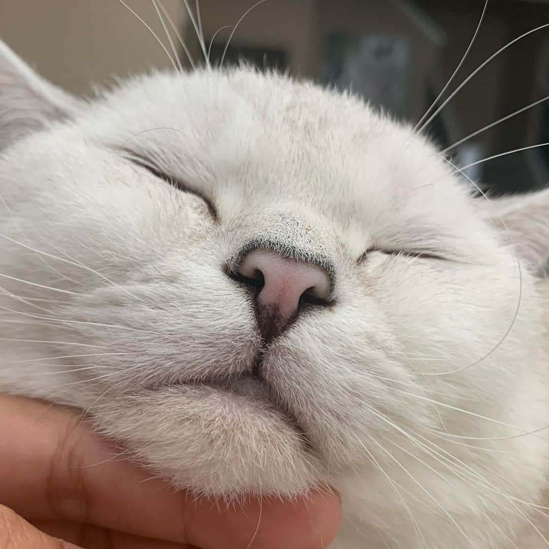 ミスター・ホワイトさんのインスタグラム写真 - (ミスター・ホワイトInstagram)「Boop my nose twice please」1月16日 3時37分 - white_coffee_cat