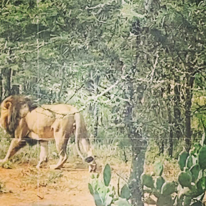ミシェル・ロドリゲスのインスタグラム：「As the traffic bustles in the city back home from the bush... I often wonder what everybody’s in such a rush to get to, guess my heart is still in Kenya🇸🇿」
