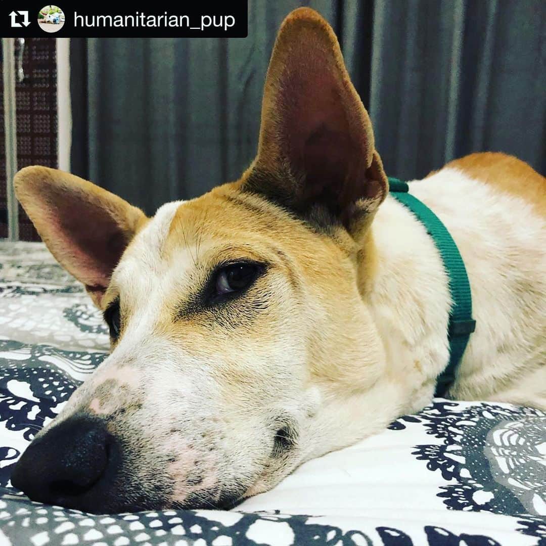 クリスティン・デイヴィスさんのインスタグラム写真 - (クリスティン・デイヴィスInstagram)「I love this dog and his account! He lives at the huge @refugees camp in Bangladesh that I visited- read on for inspiration..... Repost @humanitarian_pup ・・・ If I’m totally honest with you my breed of dog (the desi dog or indog) is looked down upon by some in Bangladesh and considered lesser than purebreds from overseas. My colleagues have tried to protect me from this bias and I appreciate that but I still hear comments from people and they make me sad 😔 As my colleagues have come to know, I’m just like any other pupper in this world, looking for the love and respect of their human puppers and doggos. I don’t believe there’s any difference between me and a pup born in Argentina (the furthest country I could think of from Bangladesh). Maybe we have some different beliefs or attitudes but at the end of the day we’re biologically the same and capable of the same things. What makes pups (and humans) different is whether we have a positive support network, social safety nets, and the resources we need to reach our full potential. I’m a lucky one who found WFP where I eat, learn, and play as much as I need 🐶 some days it can be easy to lose site of the big picture and wonder what difference our work is making. But then I think about what my life might be like if I hadn’t found WFP and suddenly I realise that there are literally millions of people around the world thinking the same thing which makes me feel so much better. And a special thanks to you for giving me (and WFP) the support we need to make a difference to people’s lives 🐶」1月16日 4時10分 - iamkristindavis