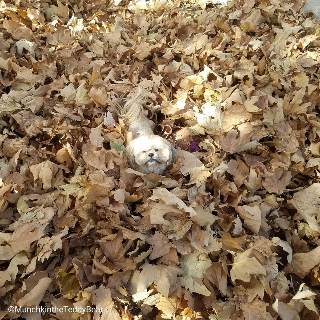 Original Teddy Bear Dogさんのインスタグラム写真 - (Original Teddy Bear DogInstagram)「What's going on I thought it was winter not fall 🍁🐶🍁 #NakeyMunchkin #NakeyWednesday」1月16日 5時39分 - munchkintheteddybear