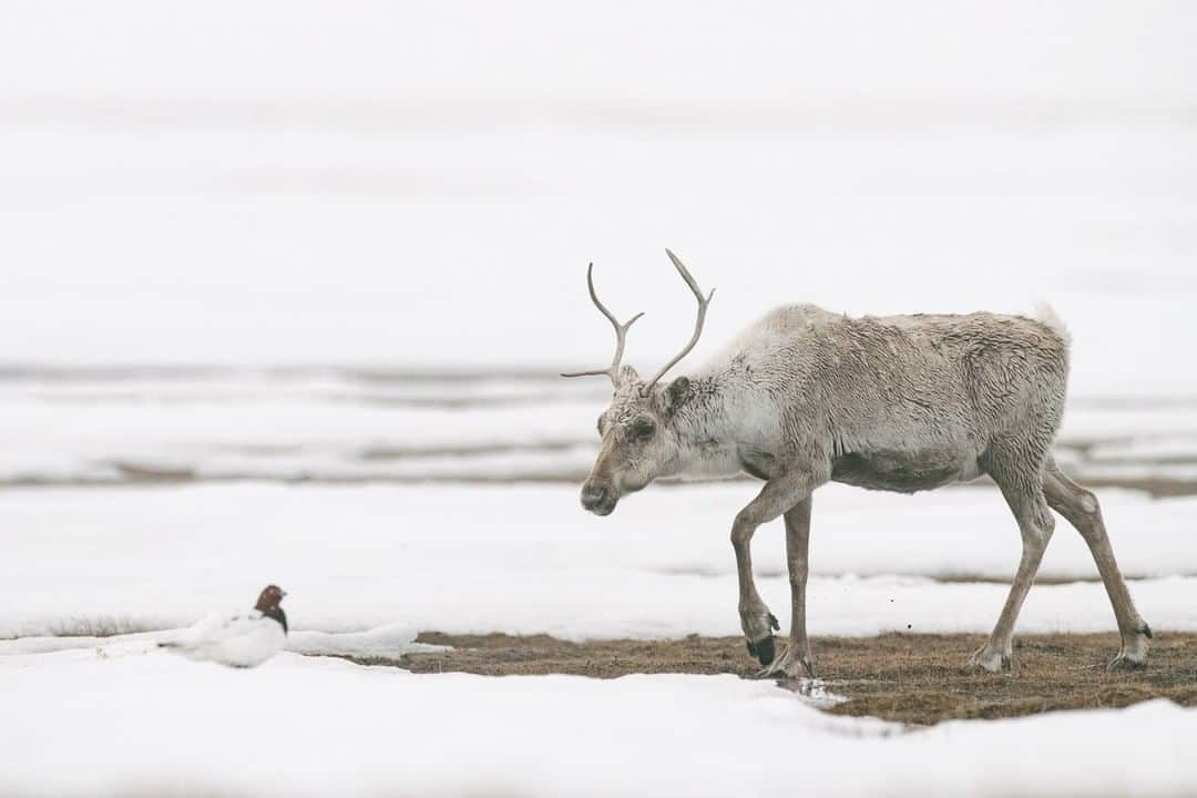 National Geographic Travelさんのインスタグラム写真 - (National Geographic TravelInstagram)「Photo by @kiliiiyuyan | A willow ptarmigan runs under the feet of a female caribou during May migration across the wetlands of Teshekpuk Lake in Alaska. Ptarmigan have been known to maintain a close relationship with caribou at times, taking advantage of the safety of the herd. Follow me, @kiliiiyuyan, for more from the Arctic and beyond. #alaska #caribou #arctic」1月16日 6時05分 - natgeotravel