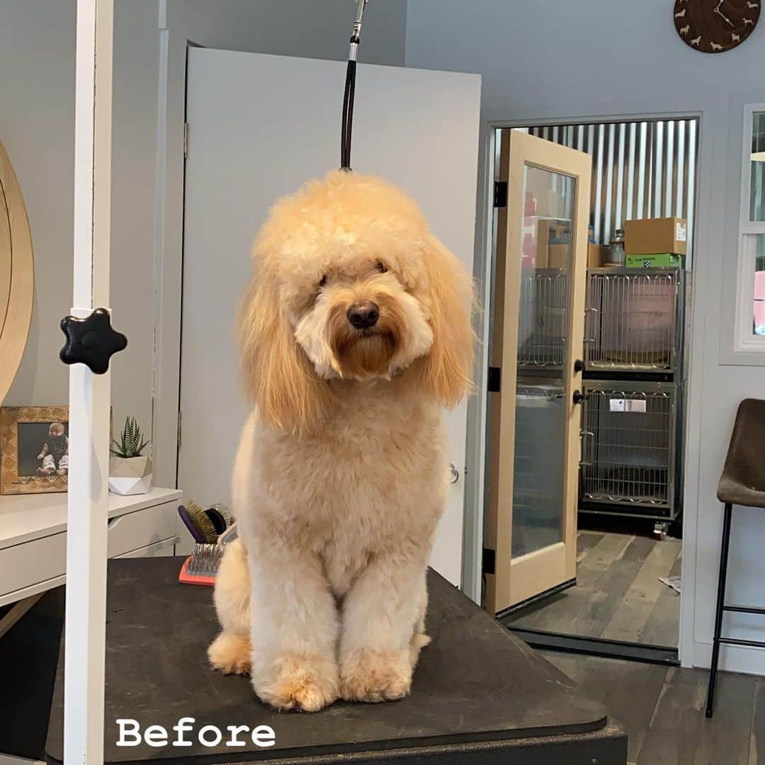 Dogs by Ginaさんのインスタグラム写真 - (Dogs by GinaInstagram)「#goldendoodle transformation 🤤 #goldendrool #doodlesofinstagram #doodleworld #donapa #napanaturaldogco #barknatural #keepnapanatural #napadogs」1月16日 6時30分 - napanatural.dogco