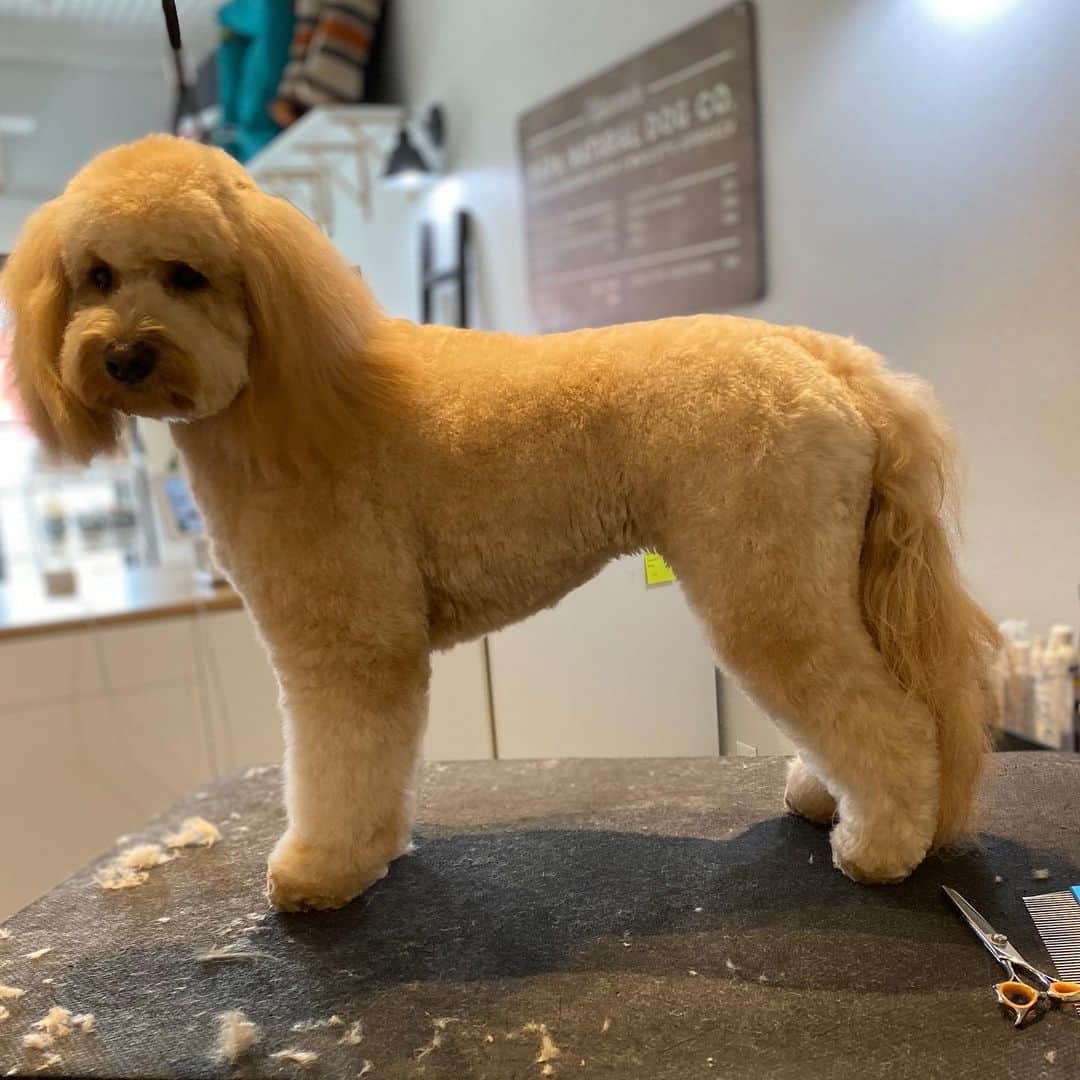 Dogs by Ginaのインスタグラム：「#goldendoodle transformation 🤤 #goldendrool #doodlesofinstagram #doodleworld #donapa #napanaturaldogco #barknatural #keepnapanatural #napadogs」